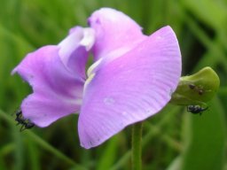 Vigna vexillata anty bodies